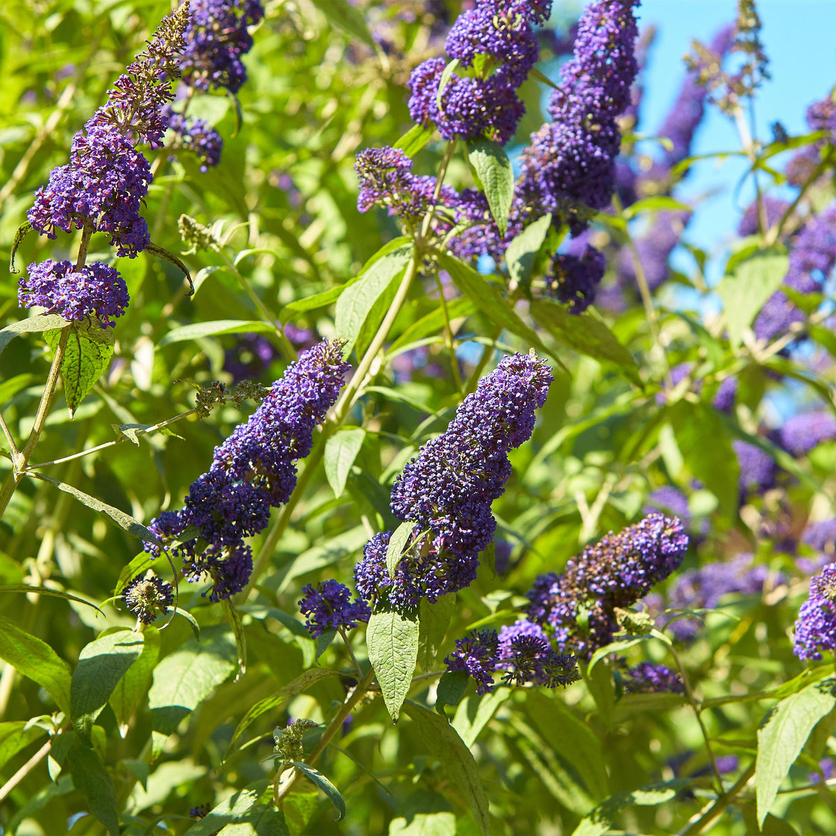 Green boutiQ - Vlinderstruik - Buddleja davidii Empire Blue- Bloem Blauw - 1 Plant - Bladverliezend - Vlinderlokkend -  Pot 17cm Hoogte 25cm