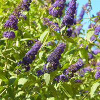 Green boutiQ - Vlinderstruik - Buddleja davidii Empire Blue- Bloem Blauw - 1 Plant - Bladverliezend - Vlinderlokkend -  Pot 17cm Hoogte 25cm