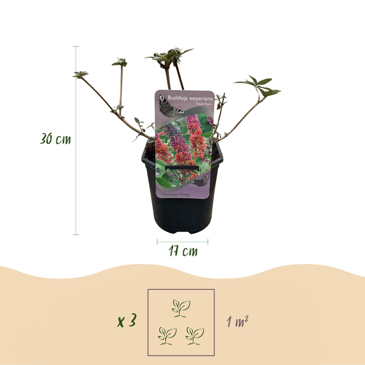 Green boutiQ - Vlinderstruik - Buddleja davidii Flower Power - Bloem Oranje Paars - 1 Plant - Bladverliezend - Vlinderlokkend -  Pot 17cm Hoogte 30cm