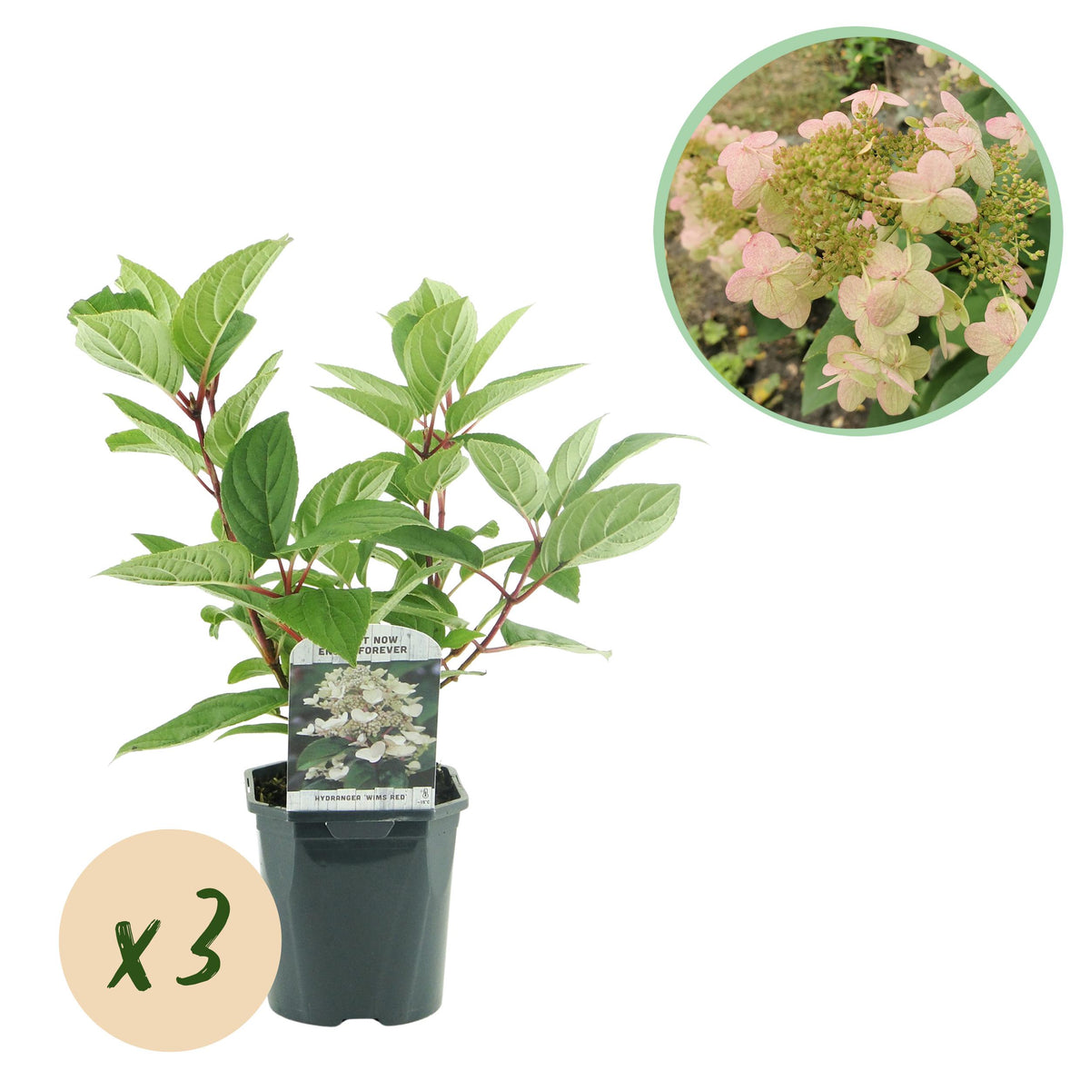 Green boutiQ - Pluim Hortensia - Hydrangea panniculata Wims Red - Bloem Wit Rood  - 3 Planten - 1 m2 - Bladverliezend - Grote Bloemen - Pot 17cm Hoogte 50cm