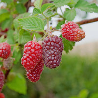 Green boutiQ - Fruitplant - Taybes - Rubus Tayberry  - Rode Vrucht - 2 planten -  Pot 11cm Hoogte 40cm