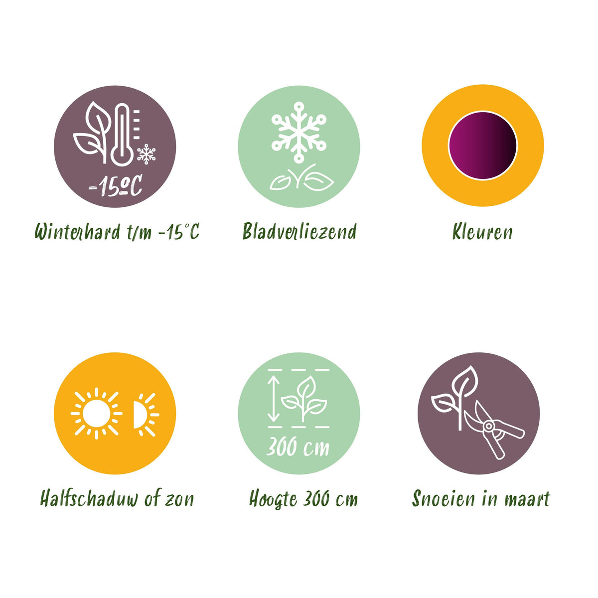 Green boutiQ - Terrasplant - Japanse Esdoorn - Acer palmatum Trompenburg -Donker Paars - 1 Plant - Bladverliezend - Pot 19cm Hoogte 70cm