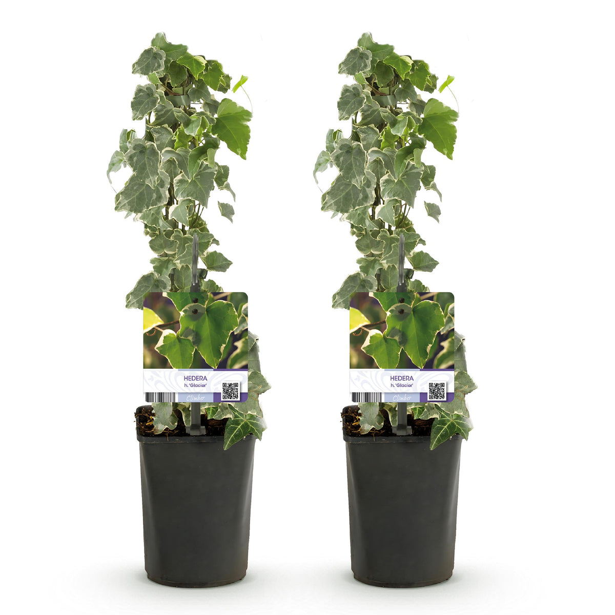 Green boutiQ - Klimplant - Hedera helix - Blad groen - Groenblijvend - 2 planten - Pot 11cm Hoogte 40cm