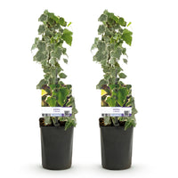 Green boutiQ - Klimplant - Hedera helix - Blad groen - Groenblijvend - 2 planten - Pot 11cm Hoogte 40cm