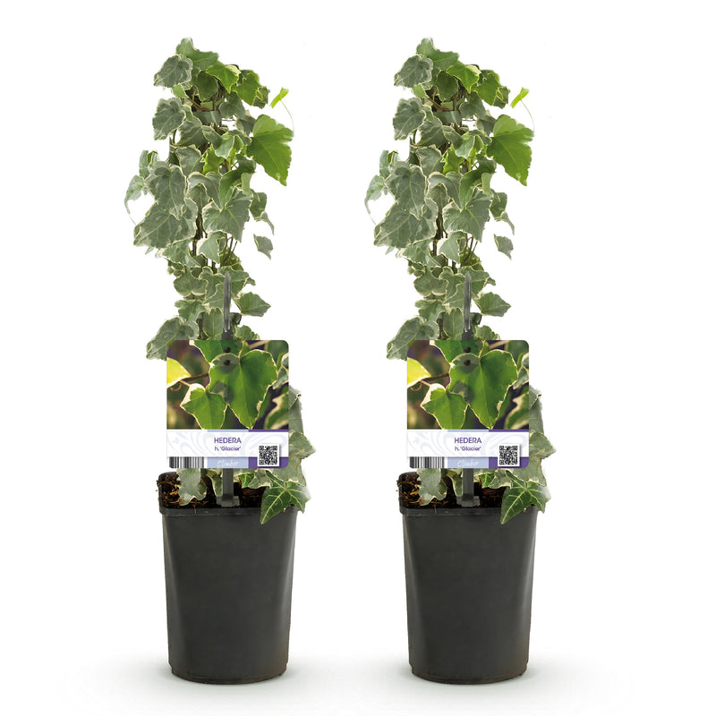 Green boutiQ - Klimplant - Hedera helix - Blad groen - Groenblijvend - 2 planten - Pot 11cm Hoogte 40cm