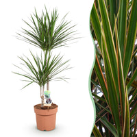 Green BoutiQ - Green is... Kamerplanten - Dracaena Marginata - Drakenbloedboom - Weinig onderhoud - Groen - 1 Plant - Pot 21cm - Hoogte 90-100cm