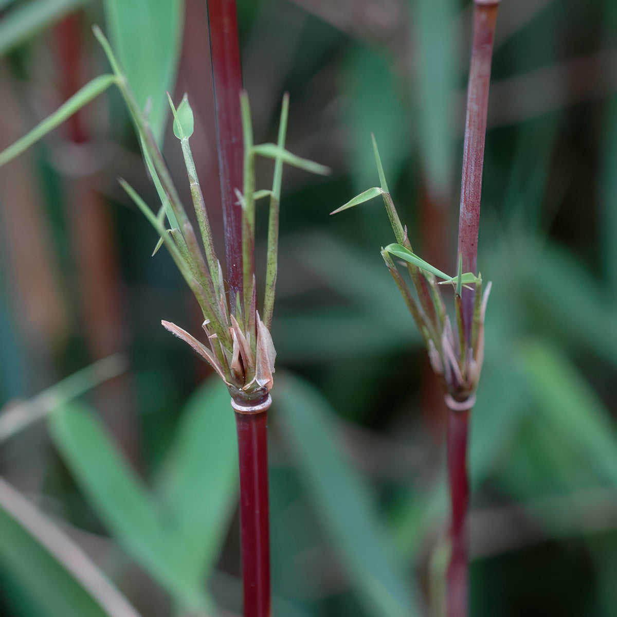 Green boutiQ - Bamboe - Fargesia Red Dragon - Groen - 4 Planten - Bladhoudend - Niet Woekerend- Pot 14cm Hoogte 35cm