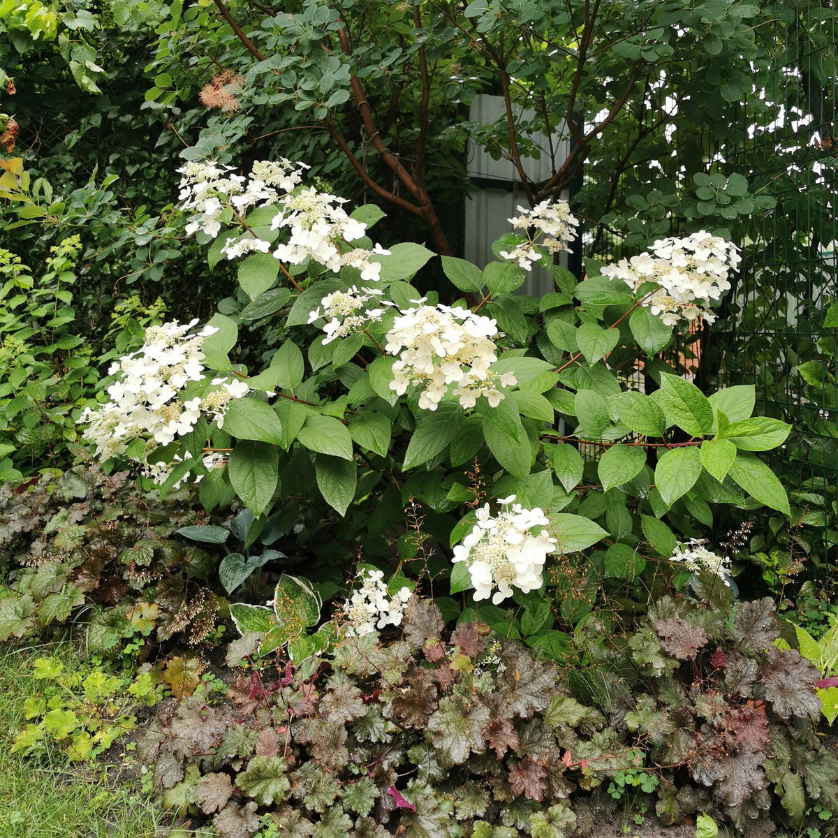 Green boutiQ - Pluim Hortensia - Hydrangea panniculata Wims Red - Bloem Wit Rood  - 1 Plant - Bladverliezend - Grote Bloemen - Pot 17cm Hoogte 50cm