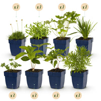 Green boutiQ - Borderpakket - Kleur Wit - 24 Vaste planten - 3 m2 - Diversen kleuren - Weinig Onderhoud - Pot 11cm