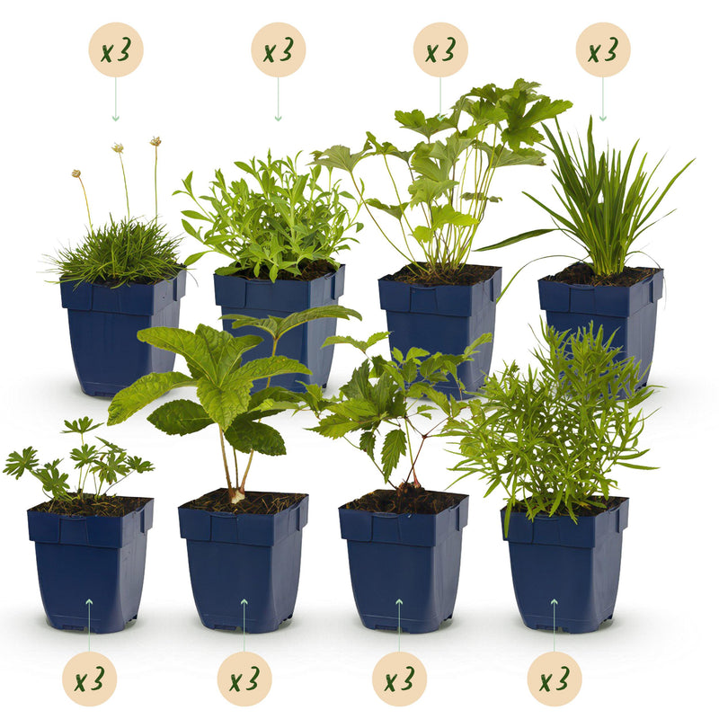 Green boutiQ - Borderpakket - Kleur Wit - 24 Vaste planten - 3 m2 - Diversen kleuren - Weinig Onderhoud - Pot 11cm