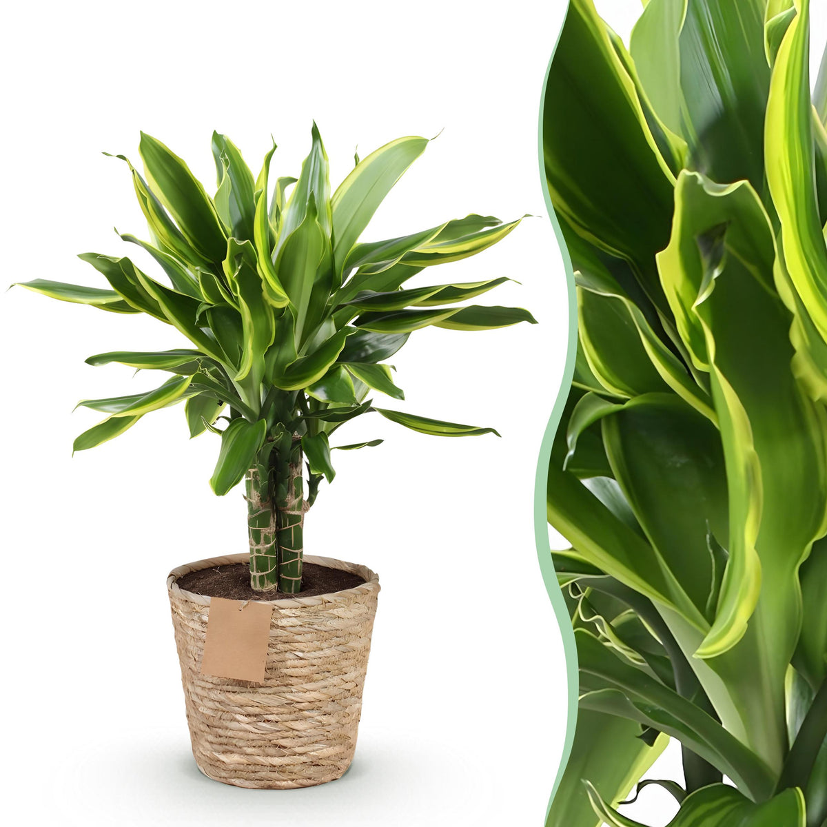 Green BoutiQ - Green is... Kamerplanten - Dracaena fragrans Golden Coast - Drakenbloedboom - Weinig onderhoud - met mand - Groen - 1 Plant - Pot 17cm - Hoogte 50-55cm