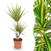 Green BoutiQ - Green is... Kamerplanten - Dracaena Sunray - Drakenbloedboom - Weinig onderhoud - Groen - 1 Plant - Pot 17cm - Hoogte 70-75cm