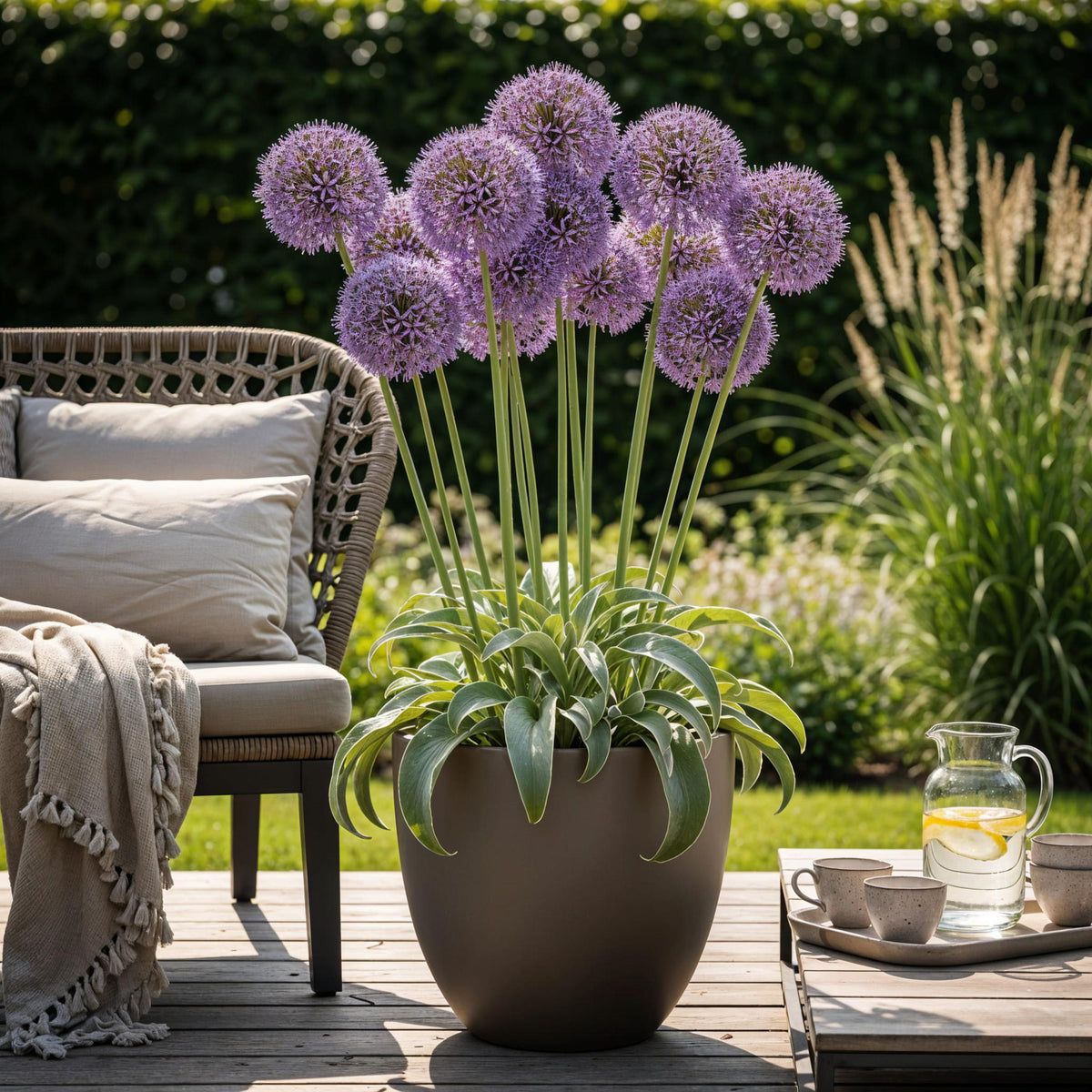 Green boutiQ - Bloembollen - Allium Gladiator - Kleur Paars - 5 stuks - Bolmaat 16/18 - XXL Pack