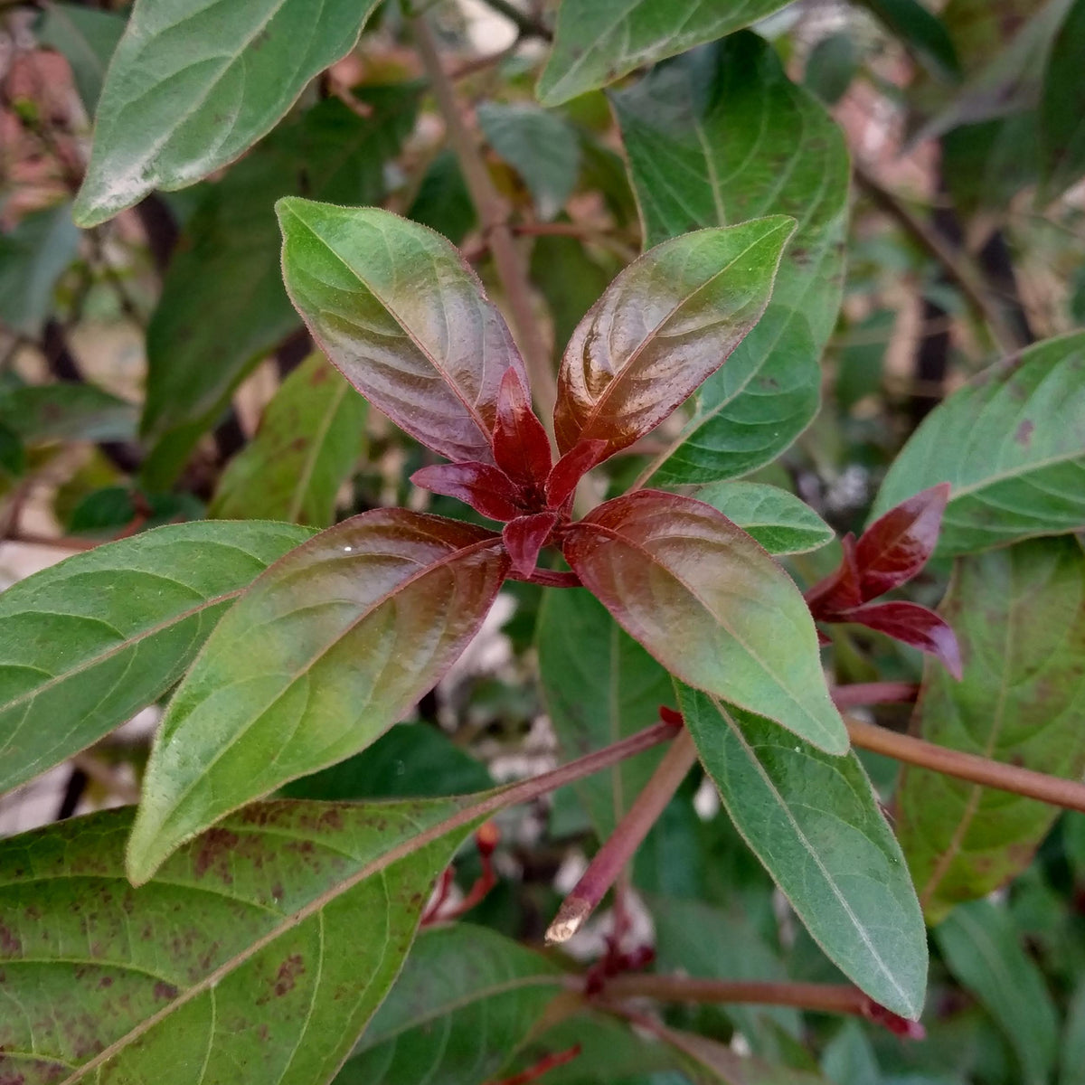 Green boutiQ - Heesters - Cornus alba Kesselringii - Paarse Takken - 1 Plant - Bladverliezend - Weinig Onderhoud - Pot 17cm Hoogte 45cm