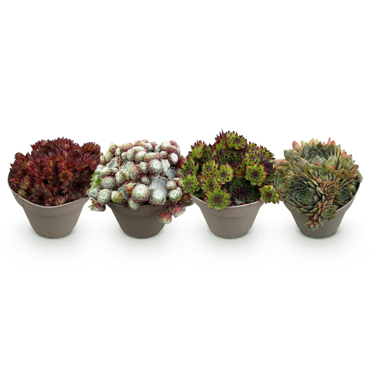 Green boutiQ - Bodembedekker - Winterhard -Sempervivum Big Sam - 4 Planten - Diversen kleuren - Weinig Onderhoud - Pot 14 Hoogte 17