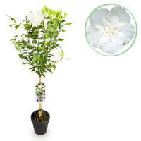 Green boutiQ - Plant op Stam - Hibiscus syriacus White Chiffon® - Terras Plant - Bladverliezend - Winterhard - Witte Bloem - Pot 19cm Hoogte 90cm