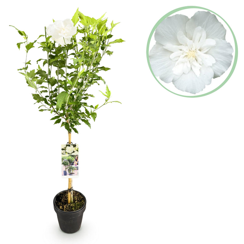 Green boutiQ - Plant op Stam - Hibiscus syriacus White Chiffon® - Terras Plant - Bladverliezend - Winterhard - Witte Bloem - Pot 19cm Hoogte 90cm