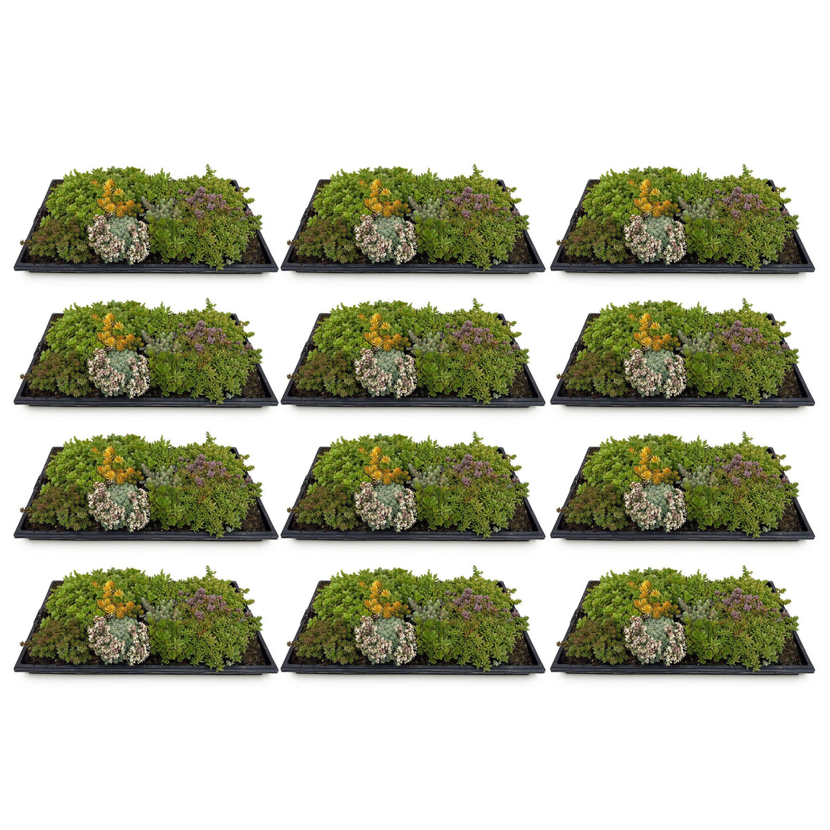 Green boutiQ - Bodembedekker - Winterhard - Sedum mat - Bestaat uit 10 soorten - X12 - Weinig Onderhoud - Lengte 50 Breedte 30