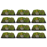 Green boutiQ - Bodembedekker - Winterhard - Sedum mat - Bestaat uit 10 soorten - X12 - Weinig Onderhoud - Lengte 50 Breedte 30