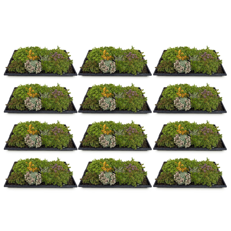 Green boutiQ - Bodembedekker - Winterhard - Sedum mat - Bestaat uit 10 soorten - X12 - Weinig Onderhoud - Lengte 50 Breedte 30