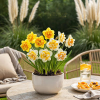 Green boutiQ - Bloembollen - Narcis Double mix - Kleur Geel en Wit - 10 stuks - Bolmaat 12/14 - XXL Pack