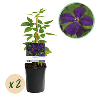 Green boutiQ - Klimplant - Clematis vit. Polish Spirit - Bloem Roze - Weinig onderhoud -2 planten -  Pot 11cm Hoogte 40cm