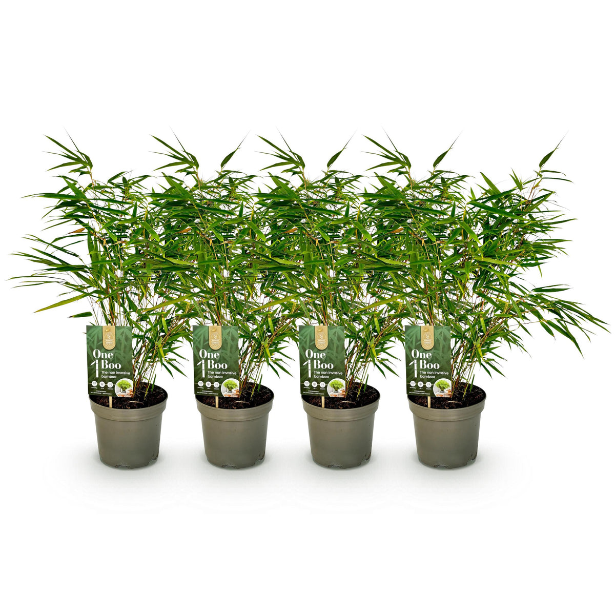 Green boutiQ - Bamboe - Fargesia rufa - Groen - 4 Planten - Bladhoudend - Niet Woekerend- Pot 17cm Hoogte 60cm