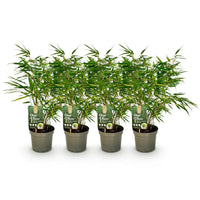 Green boutiQ - Bamboe - Fargesia rufa - Groen - 4 Planten - Bladhoudend - Niet Woekerend- Pot 17cm Hoogte 60cm