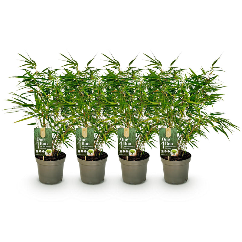 Green boutiQ - Bamboe - Fargesia rufa - Groen - 4 Planten - Bladhoudend - Niet Woekerend- Pot 17cm Hoogte 60cm