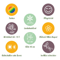 Green boutiQ - Borderpakket - Bodembedekkend - 8 Vaste planten - 1 m2 - Diversen kleuren - Weinig Onderhoud - Pot 11cm