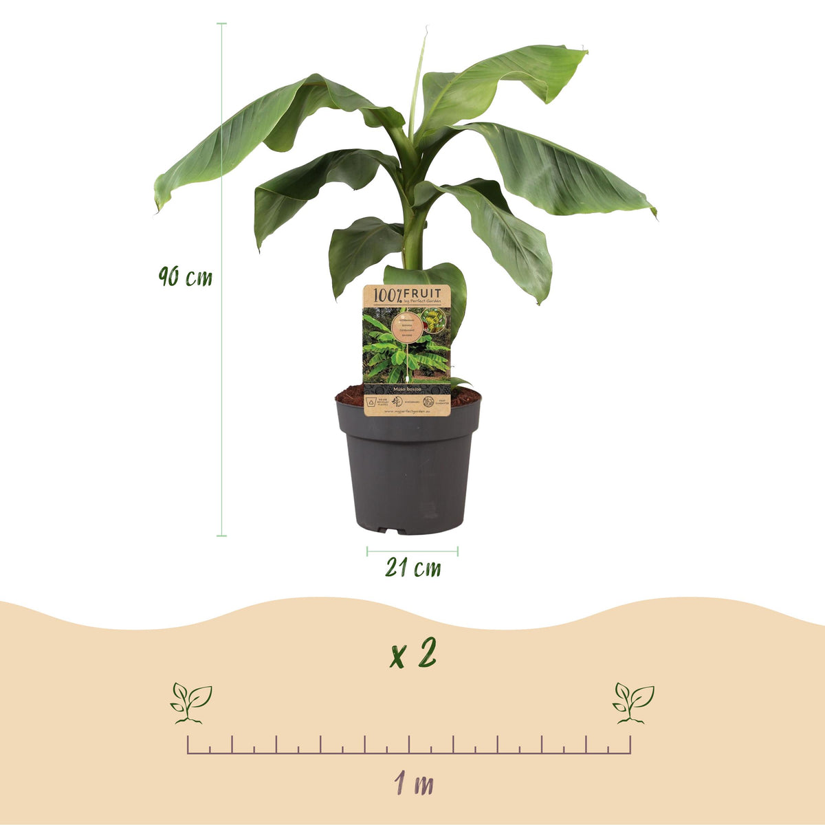 Green boutiQ - Fruitplant - Japanse vezelbanaan - Musa Basjoo - Winterhard - Pot 21cm Hoogte 70-90cm