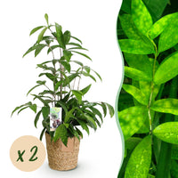 Green BoutiQ - Green is... Kamerplanten - Dracaena surculosa - Drakenbloedboom - Weinig onderhoud - met mand - Groen - 2 Planten - Pot 17cm - Hoogte 60-70cm