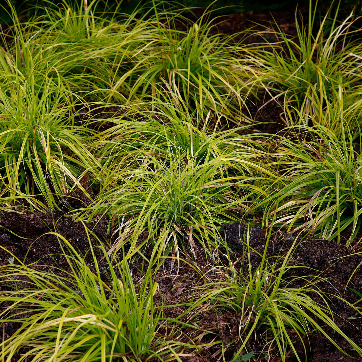 Green boutiQ - Siergrassen -  Carex oshimensis Everillo - Geel - 2 Planten - Bladhoudend - Weinig Onderhoud - Pot 17cm Hoogte 50cm