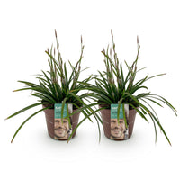Green boutiQ - Siergrassen -  Carex morrowii Irish Green - Groen & Geel - 2 Planten - Bladhoudend - Weinig Onderhoud - Pot 17cm Hoogte 50cm