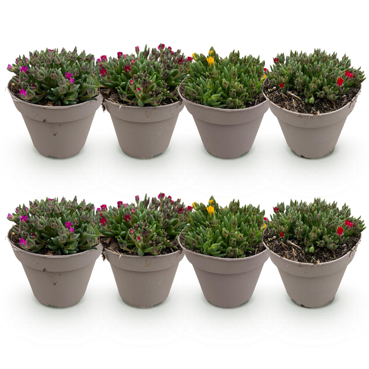 Green boutiQ - Bodembekker - Winterhard - Delosperma - 8 Planten - Kleuren Rood - Geel - Paars - Roze - Weinig Onderhoud - Pot 14 Hoogte 17