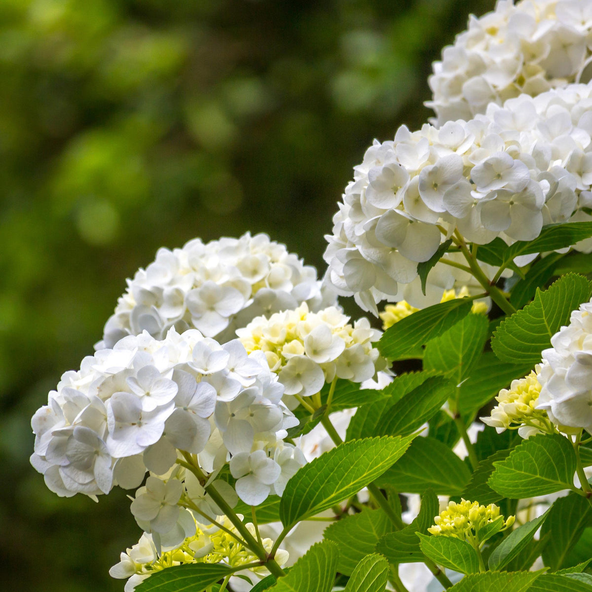 Green boutiQ - Hortensia - Hydrangea macrophylla Blue - Bloem Wit - 3 Planten - 1 m2 - Bladverliezend - Weinig Onderhoud - Pot 17cm Hoogte 30cm