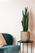 Künstliche Pflanze - Sansevieria Black Coral - Bogenhanf - 97 cm