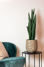 Künstliche Pflanze - Sansevieria Black Coral - Bogenhanf - 97 cm