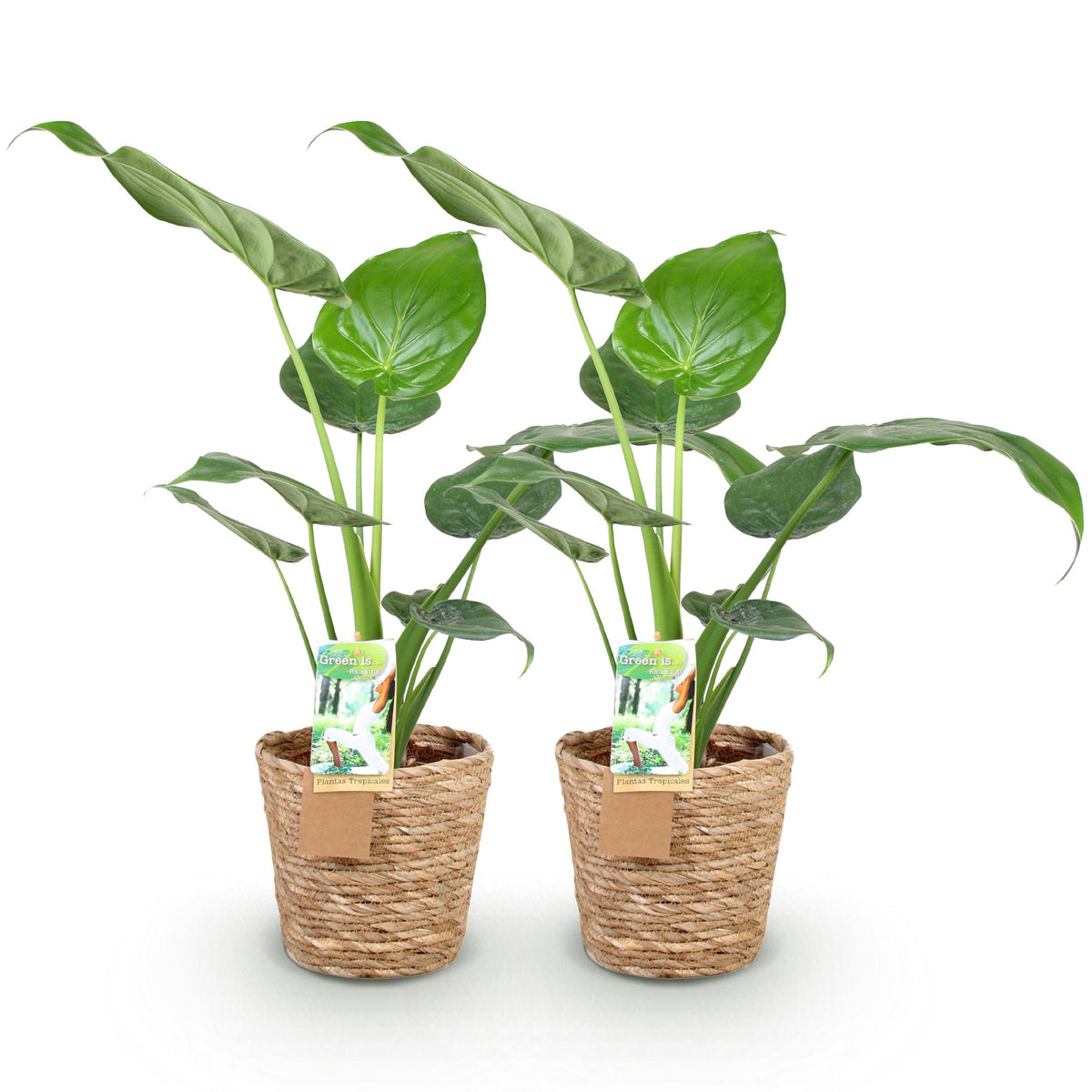 Green BoutiQ - Green is... Kamerplanten - Alocasia Cucullata - Boeddha,s hand - Weinig onderhoud - met mand - Groen - 2 Planten - Pot 17cm - Hoogte 60-65cm