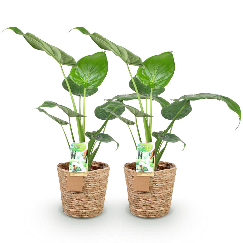 Green BoutiQ - Green is... Kamerplanten - Alocasia Cucullata - Boeddha,s hand - Weinig onderhoud - met mand - Groen - 2 Planten - Pot 17cm - Hoogte 60-65cm