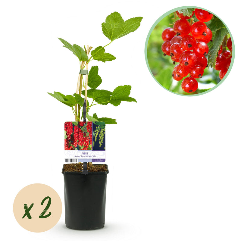 Green boutiQ - Fruitplant - Aalbes - Ribes rubrum Jonkheer van Tets - Rode Bes - 2 planten -  Pot 11cm Hoogte 40cm