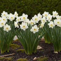 Green boutiQ - Bloembollen - Narcis Mount Hood - Kleur Wit - 15 stuks - Bolmaat 10/12 - XXL Pack