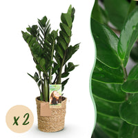 Green BoutiQ - Green is... Kamerplanten - Zamioculcas - ZZ-plant - Weinig onderhoud - met mand - Groen - 2 Planten - Pot 17cm - Hoogte 65-75cm