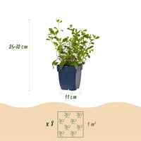 Green boutiQ - Borderpakket - Bodembedekkend - 8 Vaste planten - 1 m2 - Diversen kleuren - Weinig Onderhoud - Pot 11cm