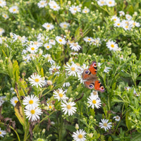 Green boutiQ - Borderpakket - Kleur Wit - 8 Vaste planten - 1 m2 - Diversen kleuren - Weinig Onderhoud - Pot 11cm