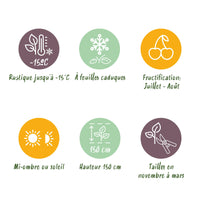 Green boutiQ - Fruitplant - Framboos - Rubus idaeus Autumn Bliss  - Rode Framboos - 2 planten -  Pot 11cm Hoogte 40cm