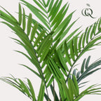 Plante artificielle - Kentia - Palmier Kentia - 180 cm