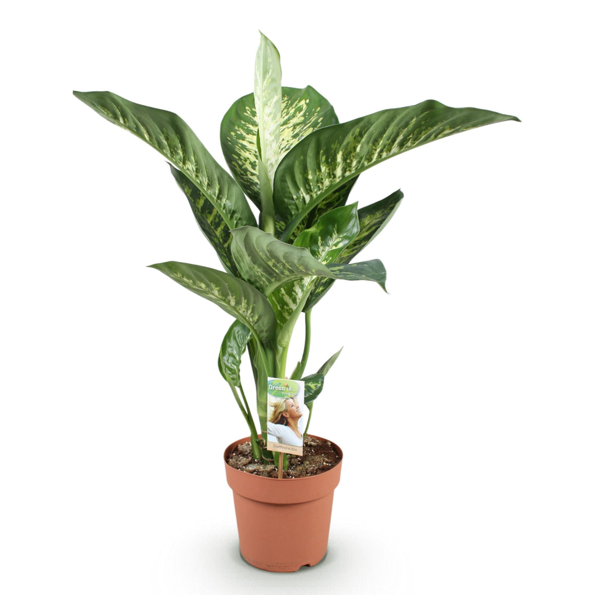 Green BoutiQ - Green is... Kamerplanten - Diefenbachia Tropic Snow - Dieffenbachia - Weinig onderhoud - Groen - 1 Plant - Pot 21cm - Hoogte 90-100cm