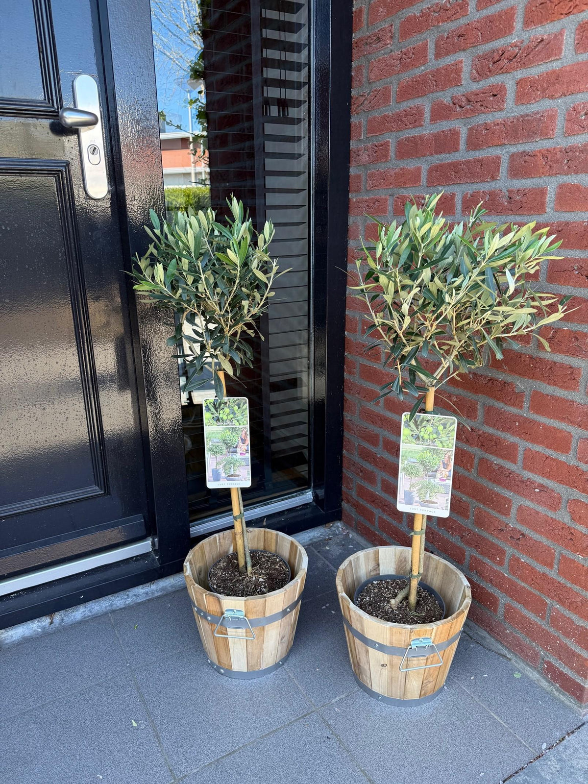 Green boutiQ - Plant op Stam - Olea Europaea - Terras Plant - Bladhoudend - Winterhard - Olijfgroen Blad - Pot 19cm Hoogte 90cm