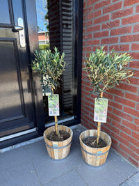 Green boutiQ - Plant op Stam - Olea Europaea - Terras Plant - Bladhoudend - Winterhard - Olijfgroen Blad - Pot 19cm Hoogte 90cm